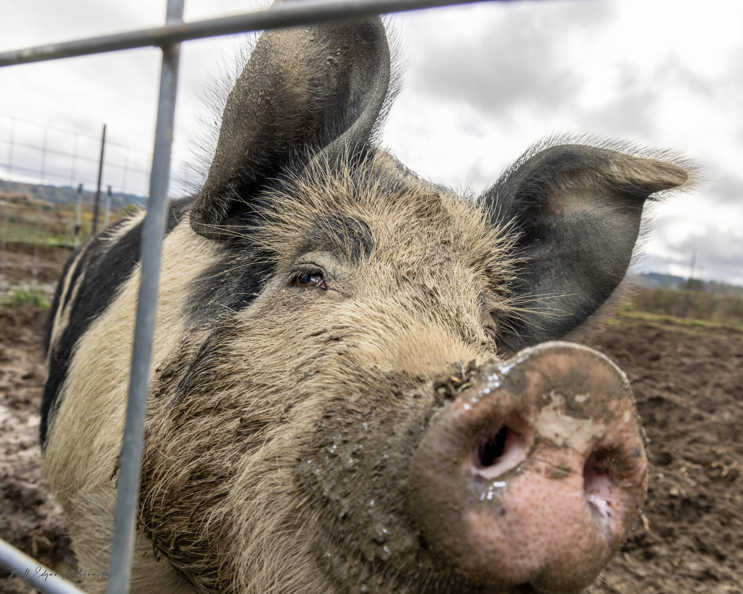 Farm Animal Sponsorship Program